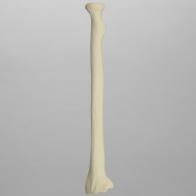 Radius, 5.5mm Canal, Solid Foam, Left