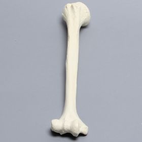 Humerus, Solid Foam, Right