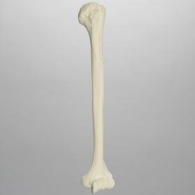 Humerus, Solid Foam, Left