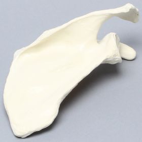 Scapula, Solid Foam, Right