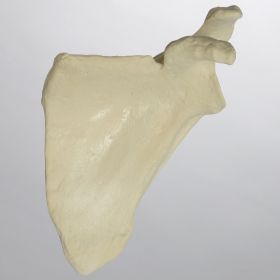 Scapula, Solid Foam, Left