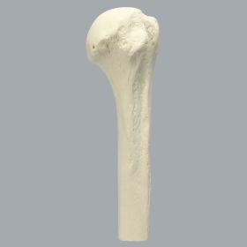 Humerus with High Density Cortex, Foam Cortical, Proximal