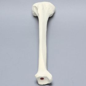 Tibia, Foam Cortical, Right 