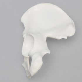 Hemi Pelvis, Female, Solid White Plastic, Left