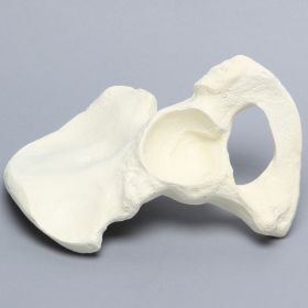 Hemi Pelvis, Male, Solid Foam, Left