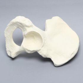 Hemi Pelvis, Male, Solid Foam, Right