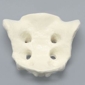 Sacrum, Male, Solid Foam