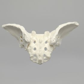 Sacrum with Iliums, Foam Cortical Shell, For Spinal Navigation