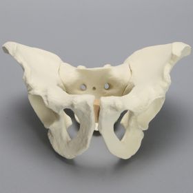 Pelvis with Modified Sacrum, Full Male, Solid Foam