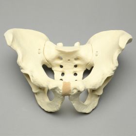 Pelvis, Large, Configured for 1660-12 Base, Solid Foam