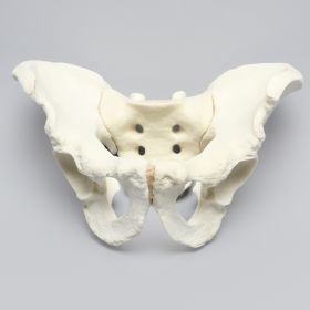 Pelvis, Full Male, Solid Foam