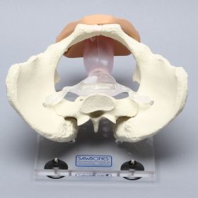 Pelvis, Full Female, Uterine Trainer