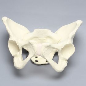 Pelvis, Full Female, Solid Foam