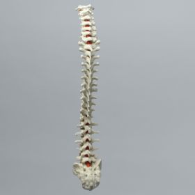 Spine, Full, Foam Cortical