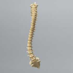 Spine, Pediatric, Full, Solid Foam