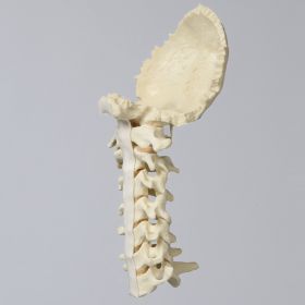 Spine, Cervical with Occipital, Ligaments, and Tan Discs, Solid Foam