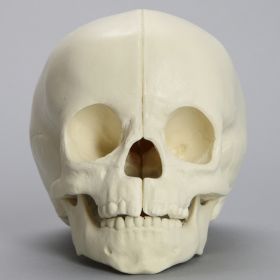 Skull, Full Pediatric, with Vise Attachment