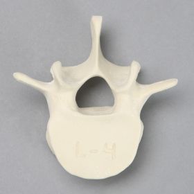 Vertebra, L4, Solid Foam