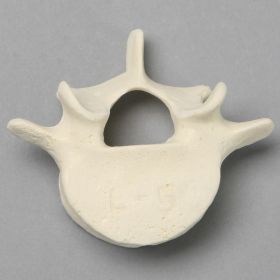 Vertebra, L5, Solid Foam