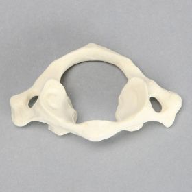 Vertebra, C1, Solid Foam