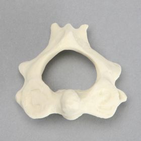 Vertebra, C2, Solid Foam