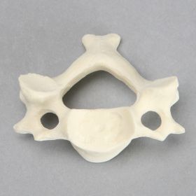 Vertebra, C3, Solid Foam