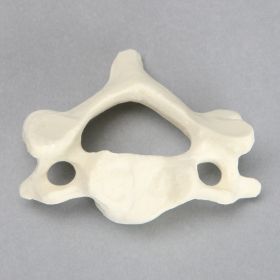 Vertebra, C4, Solid Foam