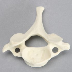 Vertebra, C7, Solid Foam