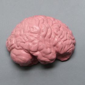 Half-Brain for Cranial Access Models