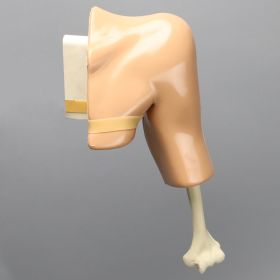 Arthroscopy Shoulder, Simulator with Skin