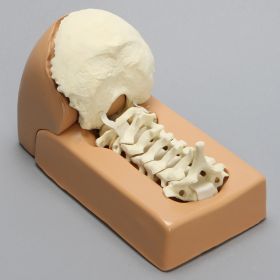 Spine Holder, Posterior Occipital and Cervical Holder