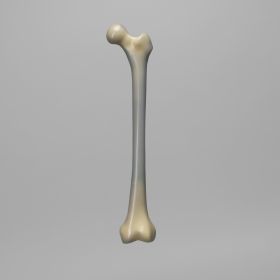 Femur, absolute™ 4th Gen., 20 PCF Cellular Foam Cancellous, Medium