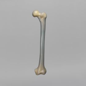 Femur, absolute™ 4th Gen., 15 PCF Cellular Foam Cancellous, Large