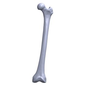 Femur, Scan of #1121-3