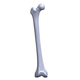 Femur, Scan of #1121-20