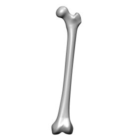 Femur, External Scan of #3403