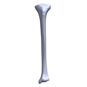 Tibia, Scan of #1101