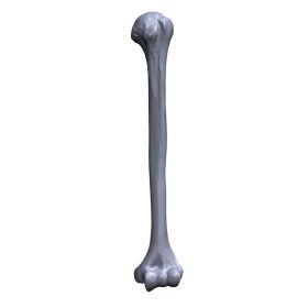 Humerus, Scan of #1006