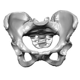 Full Pelvis, Female, Scan of #1302