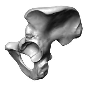 Hemi Pelvis, Scan of #1295-1