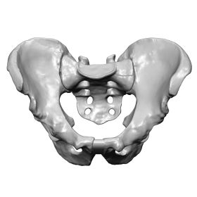 Full Pelvis, Scan of assembled #1294, #1296, and #1298