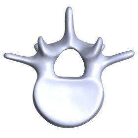 Lumbar Vertebra L4, 4th Generation, Scan of #3429-4