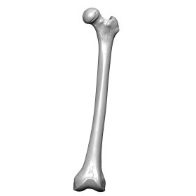 Femur, Scan of #1121