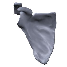 Scapula, Scan of #1021-20