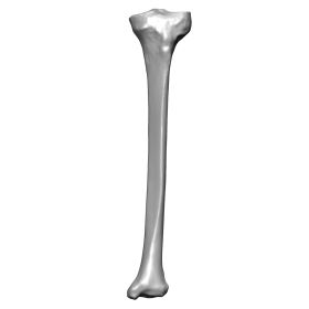 Tibia, Scan of #1125