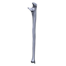 Ulna, Scan of #1017