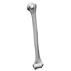 Humerus, Scan of #1019