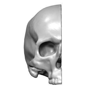 Partial Skull, Scan of Right Side of #1344-46