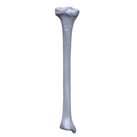 Tibia, Scan of #1117