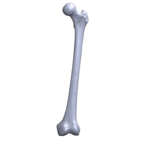 Femur, Scan of #1120-5